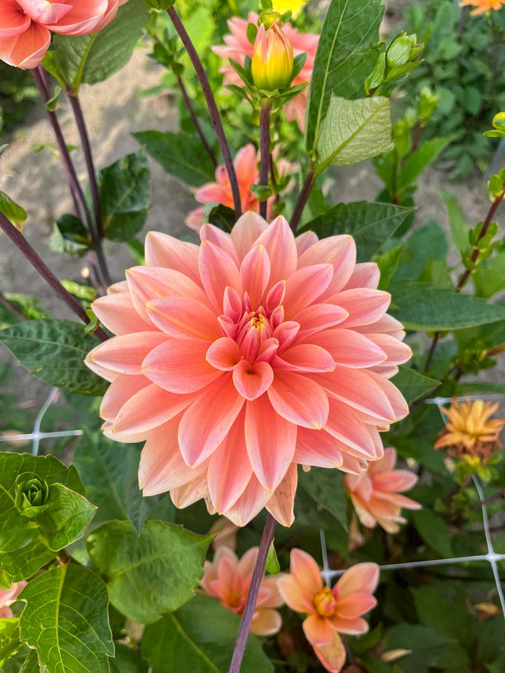 Dahlia 'Mister Frans'